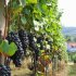 Северный виноград. Технология выращивания