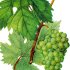 Искусственное опыление кистей винограда