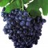 Сорта винограда, устойчивые к милдью