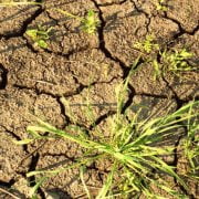 Засуха — как с ней бороться?