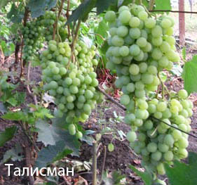 http://vinograderu.ru/uploads/posts/2011-10/1319745300_talisman.jpg