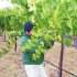 Формировка кустов винограда