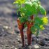 Как правильно выращивать и ухаживать за виноградной лозой?