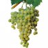 Виноградарство в Крыму