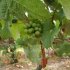 Биологические средства защиты винограда