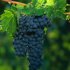 Устойчивость винограда к болезням и морозу