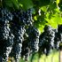 Преимущества арочной формировки винограда