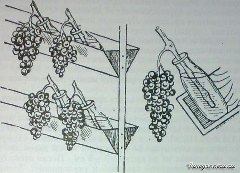 Виноград сколько оставлять лоз. Виноградная лоза пасынкование. Формирование гроздей на винограде. Способы хранения винограда. Формируем кисти винограда.