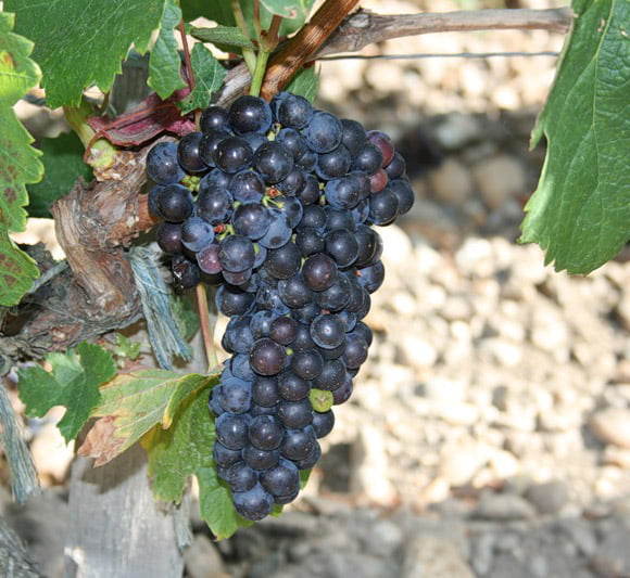 Сорта винограда — их характеристики и описание
