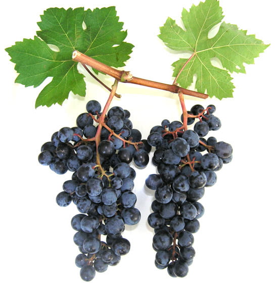 Технические (винные) сорта винограда. Описание и характеристики