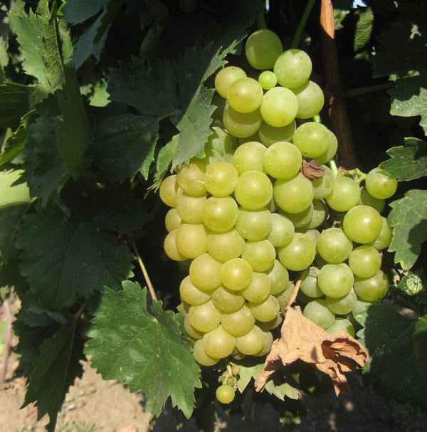 Технический сорт винограда — Мускат белый