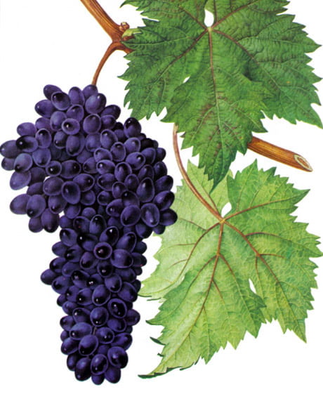 Столовые сорта винограда. Описание и характеристики