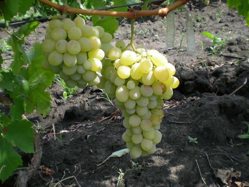 Сорта винограда — их характеристики и описание