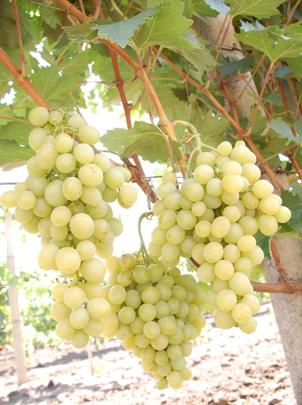 Столовый сорт винограда — Италия