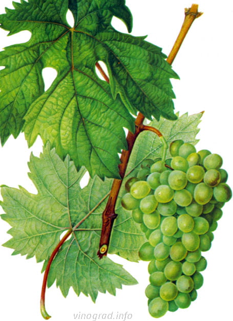 Столовый сорт винограда — Чауш белый