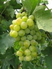 Преимущества арочной формировки винограда
