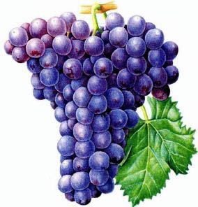 Лучшие сорта винограда