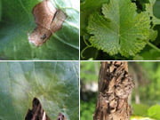 Определение болезней винограда по характеру поражения куста