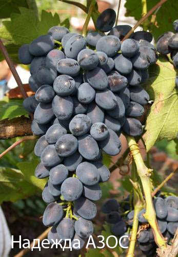 Северный виноград: выращивание и уход