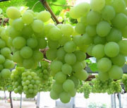 Северный виноград. Технология выращивания